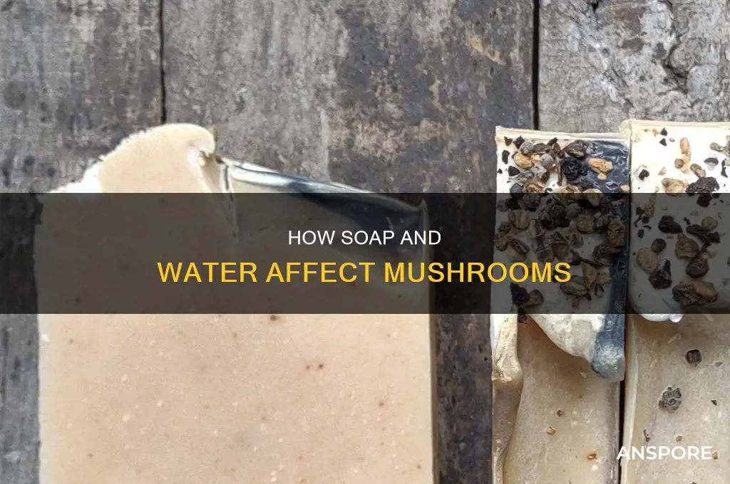 does soap and water kill mushrooms