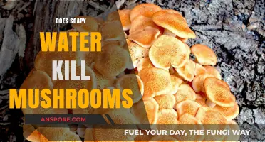 How to Kill Mushrooms With Soapy Water?