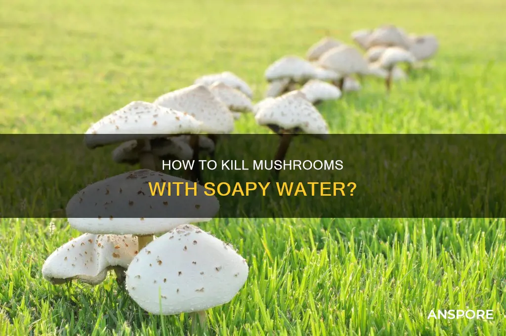 does soapy water kill mushrooms