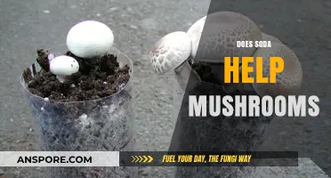 Mushroom Magic: Soda's Surprising Benefits