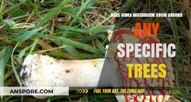 Soma Mushroom's Habitat: Specific Trees and Growth Preferences Explored