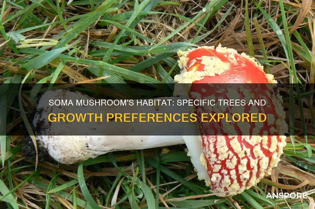 does soma mushroom grow around any specific trees
