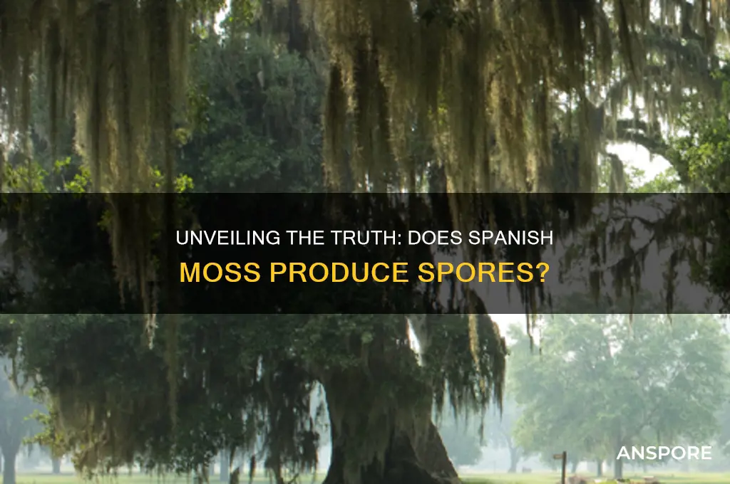 does spanish moss have spores
