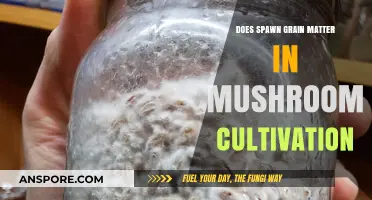 Spawn Grain: Does It Impact Mushroom Cultivation Success?