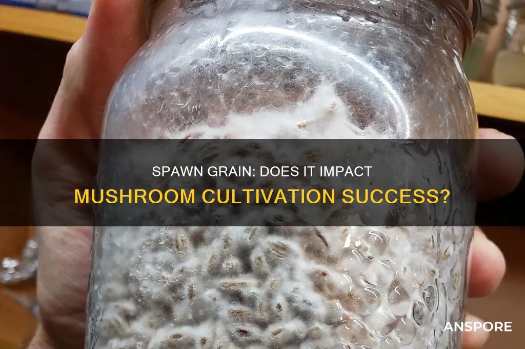 does spawn grain matter in mushroom cultivation
