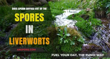 Sperm Diffusion in Liverwort Spores: Unraveling the Mechanism