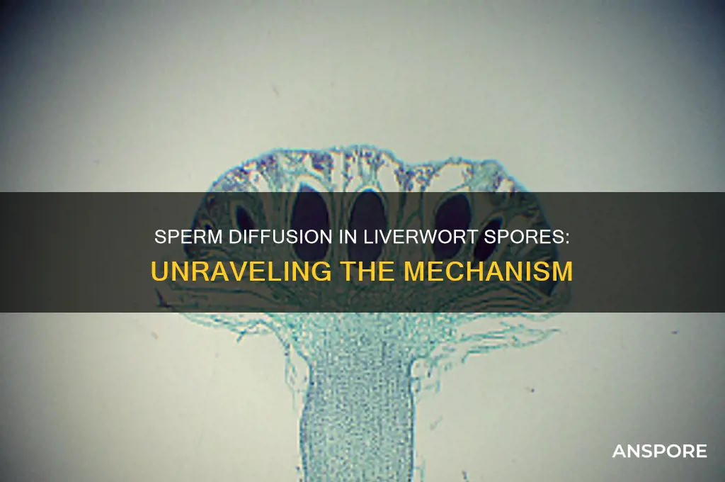 does sperm diffuse out of the spores in liverworts