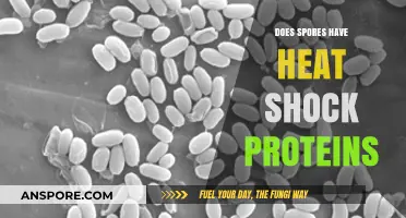 Do Spores Possess Heat Shock Proteins? Unraveling Their Survival Mechanisms