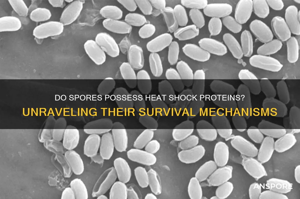 does spores have heat shock proteins