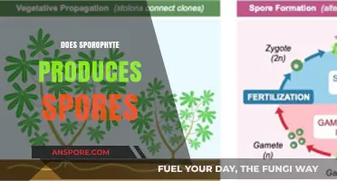 Does the Sporophyte Produce Spores? Unraveling Plant Life Cycle Secrets