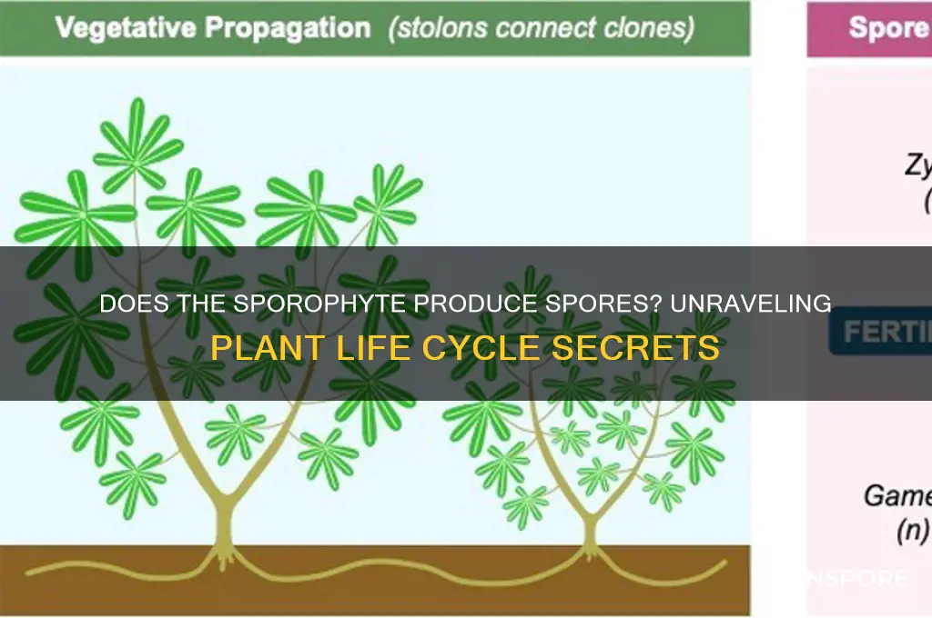 does sporophyte produces spores