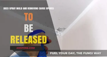 Spraying Mold: Does Removal Release Harmful Spores into the Air?