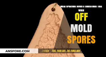 Spraying Your Christmas Tree: Does It Remove Mold Spores?