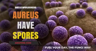 Does Staphylococcus Aureus Form Spores? Unraveling the Bacterial Mystery