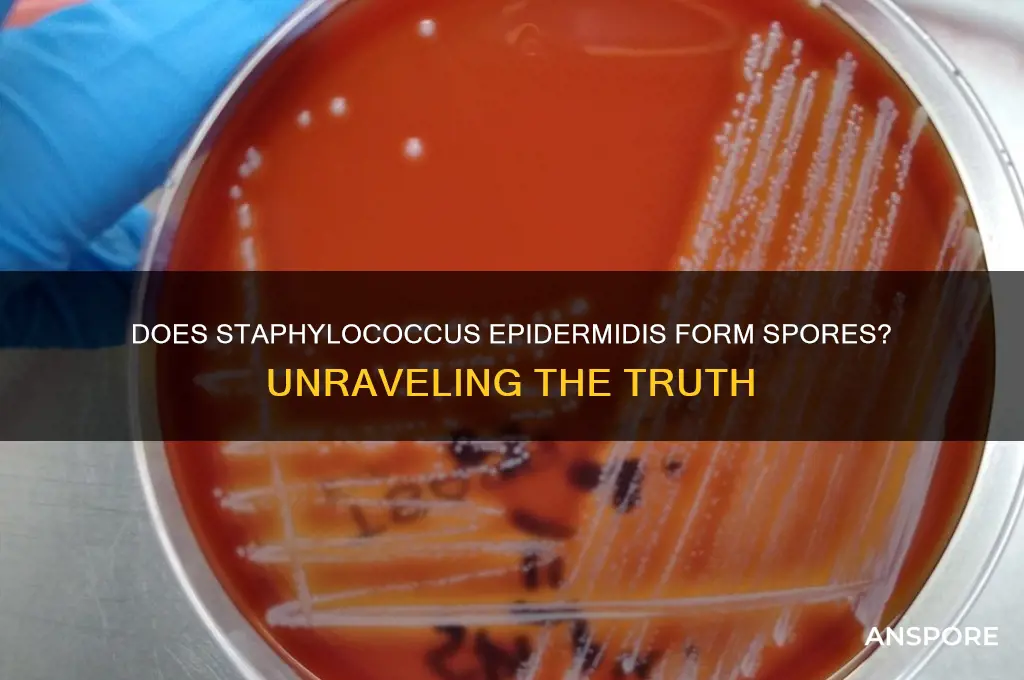does staphylococcus epidermidis form spores
