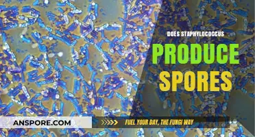 Does Staphylococcus Produce Spores? Unraveling the Truth About This Bacterium