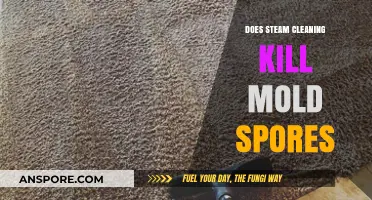 Steam Cleaning vs. Mold: Does It Effectively Kill Spores?