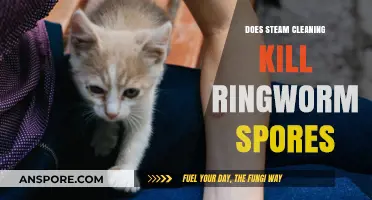 Steam Cleaning vs. Ringworm Spores: Effective Solution or Myth?