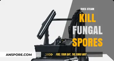 Steam Power: Can It Effectively Eliminate Fungal Spores in Your Home?