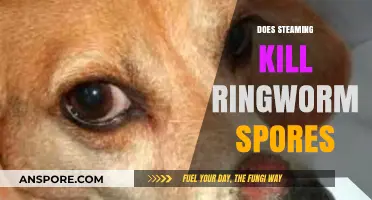 Can Steaming Effectively Eliminate Ringworm Spores? Expert Insights Revealed
