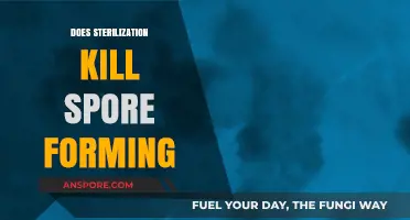 Does Sterilization Effectively Eliminate Spore-Forming Bacteria? A Comprehensive Analysis