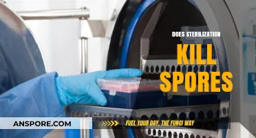 Does Sterilization Kill Spores? Unraveling the Science Behind Effective Disinfection