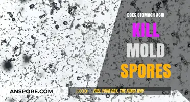 Can Stomach Acid Effectively Eliminate Mold Spores? Uncovering the Truth