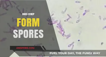 Does Strep Form Spores? Unraveling the Truth About Strep Bacteria