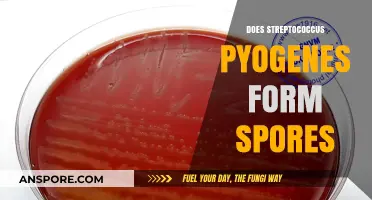 Streptococcus Pyogenes: Understanding Its Sporulation Capabilities and Implications