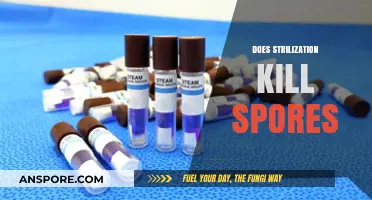 Does Sterilization Kill Spores? Unraveling the Science Behind Disinfection