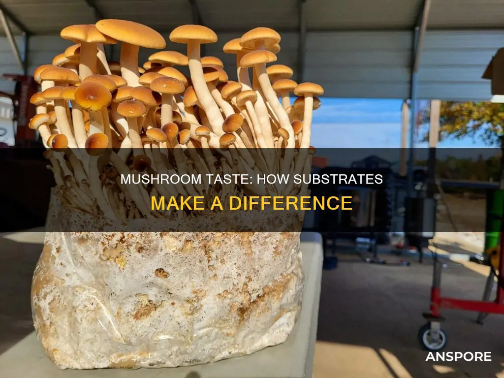 does substrate affect mushroom taste