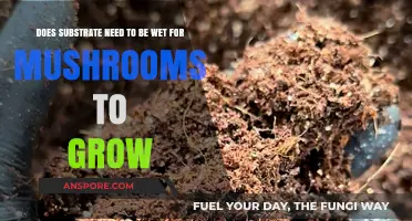 Should Substrate Be Wet for Successful Mushroom Growth? Key Insights