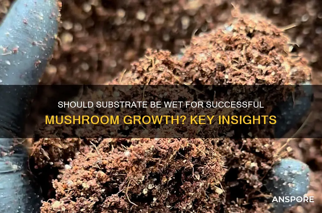 does substrate need to be wet for mushrooms to grow