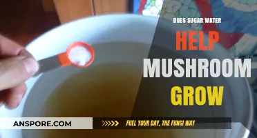 Can Sugar Water Boost Mushroom Growth? Exploring Sweet Cultivation Methods