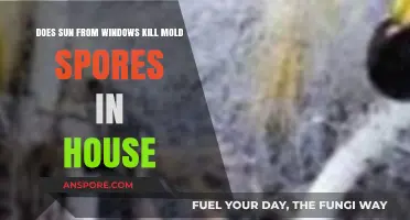 Sunlight Through Windows: Can It Eliminate Mold Spores in Your Home?