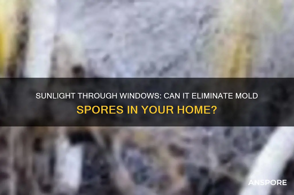 does sun from windows kill mold spores in house