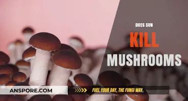Sunlight and Mushrooms: Friend or Foe?