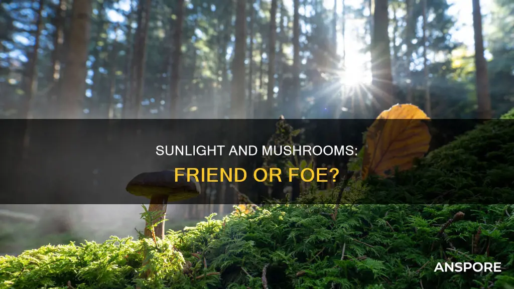 does sun kill mushrooms