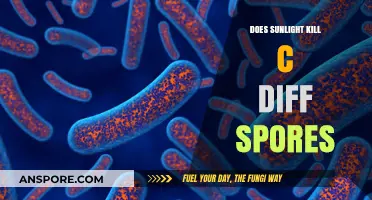 Sunlight's Power: Can It Eliminate C. Diff Spores Effectively?