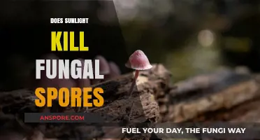Sunlight's Power: Can It Effectively Kill Fungal Spores?