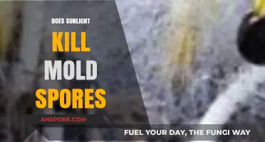 Sunlight's Power: Can It Effectively Kill Mold Spores?
