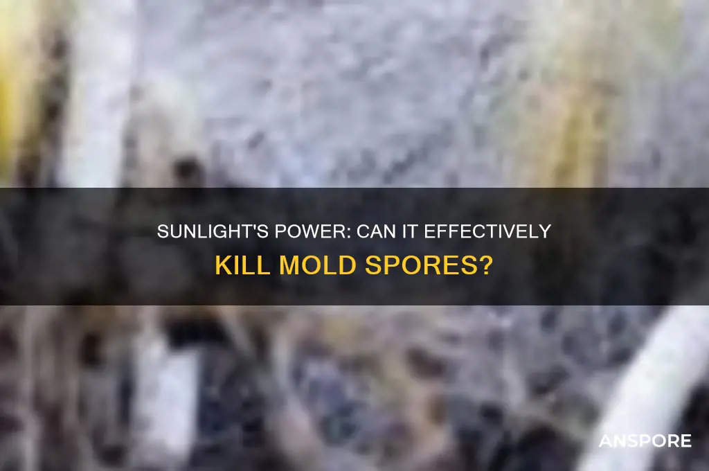 does sunlight kill mold spores