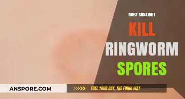 Sunlight's Power: Can It Eliminate Ringworm Spores Effectively?