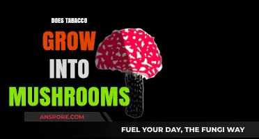 Tobacco and Mushrooms: Unraveling the Myth of Their Growth Connection