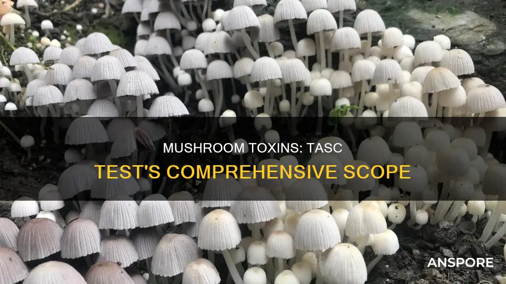 does tasc test for mushrooms