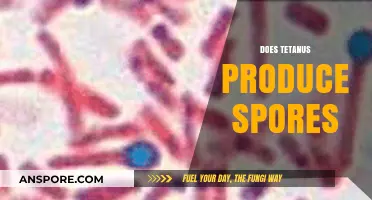 Does Tetanus Produce Spores? Unraveling the Bacteria's Survival Mechanism
