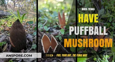 Where to Find Puffball Mushrooms in Texas