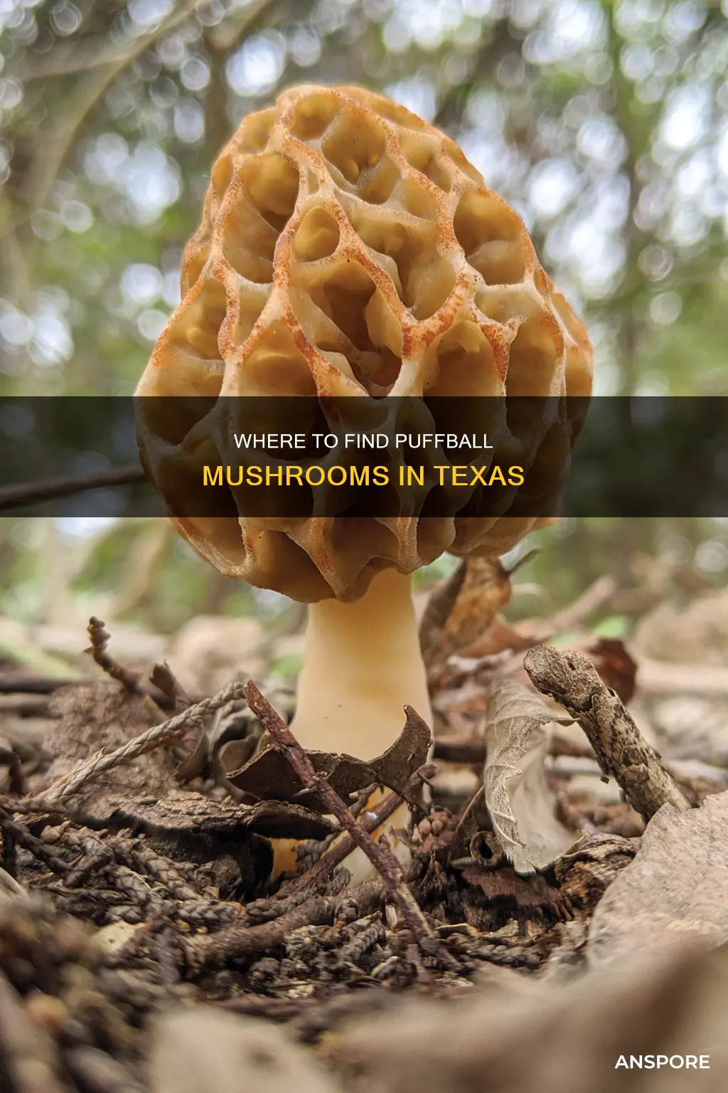 does texas have puffball mushrooms