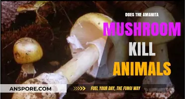 Amanita Mushrooms: Deadly Poison or Animal-Friendly?