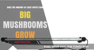 Light's Impact on Mushroom Growth: Size Secrets Revealed